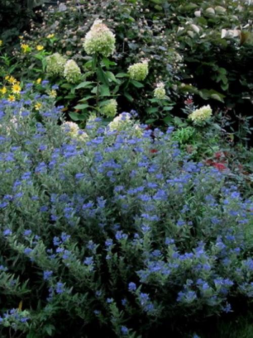 Декоративные деревья и кустарники Клен. Заключение 08