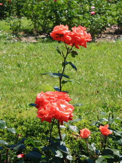 Из, какой страны роза. какая страна считается страной роз? 10