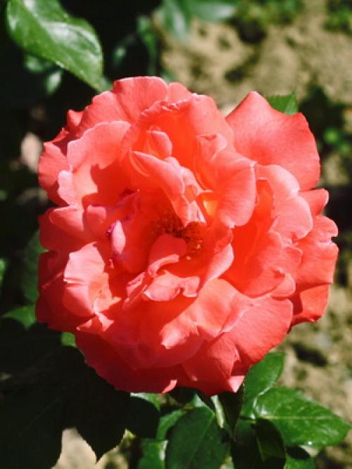 Из, какой страны роза. какая страна считается страной роз? 11