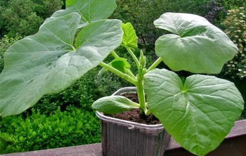 Может ли тыква дозреть дома. Как понять, что тыква созрела? И, как ускорить ее созревание!