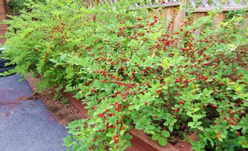 Как опыляется войлочная вишня. Описание войлочной вишни