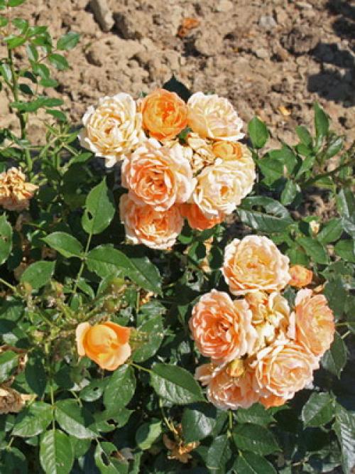 Из, какой страны роза. какая страна считается страной роз? 08