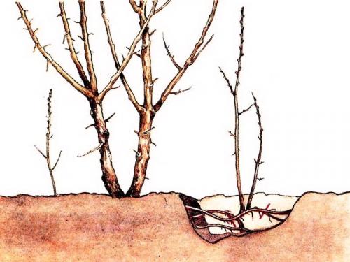 Как размножить калину черенками. Размножение черенками 08