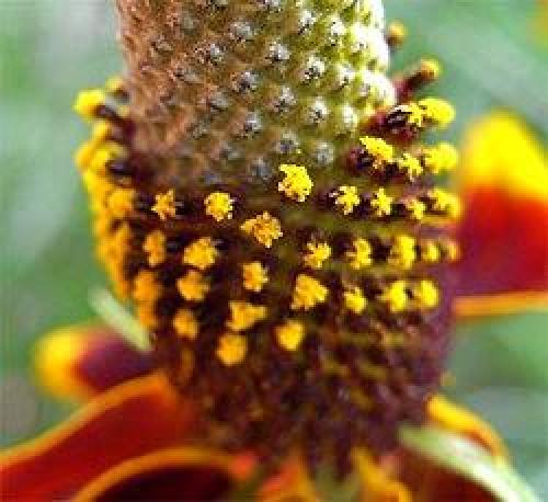 Ратибида колоновидная цветок прерий. Ратибида - гостья из мексиканских прерий 10