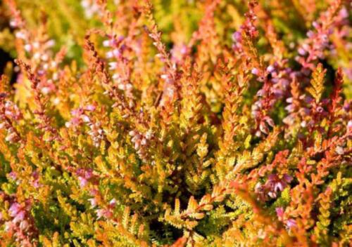 Вереск обыкновенный ред стар. Описание и фото лучших сортов вереска