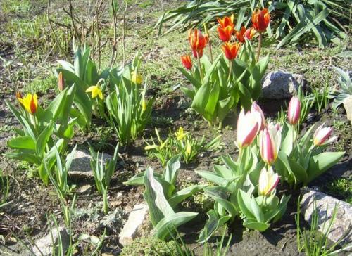 Ботанические тюльпаны посадка и уход. Ботанические тюльпаны для вашего сада 04