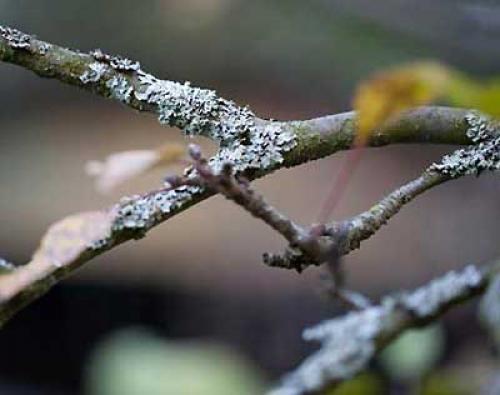 Железный и медный купорос применение. Обработка деревьев железным купоросом