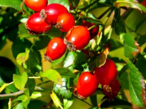 Шиповник, какой лучше. Описание растения