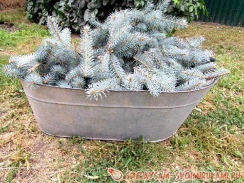 Укрытие молодого можжевельника на зиму. Как подготовить можжевельник к зимовке?