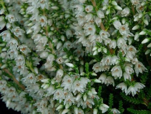 Вереск обыкновенный ред стар. Описание и фото лучших сортов вереска