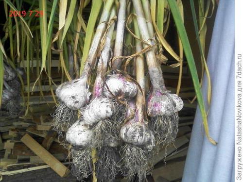 Как хранить чеснок форум. Комментарии к записи (стр. 1)