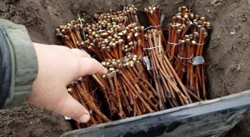 Воздушные отводки винограда. Размножение винограда черенками