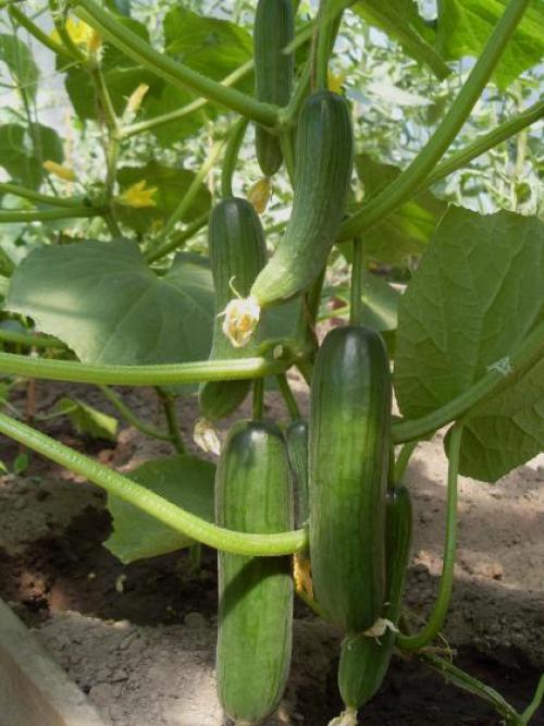 Болезнеустойчивые огурцы. Обладатель лучшего иммунитета среди огурцов — Китайский болезнеустойчивый F1: отзывы о сорте и его описание 11 Болезнеустойчивые огурцы. Обладатель лучшего иммунитета среди огурцов — Китайский болезнеустойчивый F1: отзывы о сорте и его описание 11