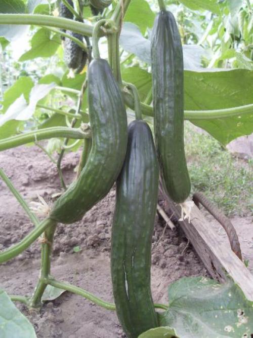 Болезнеустойчивые огурцы. Обладатель лучшего иммунитета среди огурцов — Китайский болезнеустойчивый F1: отзывы о сорте и его описание 14 Болезнеустойчивые огурцы. Обладатель лучшего иммунитета среди огурцов — Китайский болезнеустойчивый F1: отзывы о сорте и его описание 14