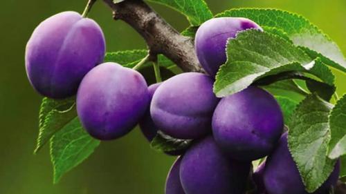 Размножение сливы воздушными отводками. Инструкция по размножению сливы черенками летом: от подготовки черенков до ухода за саженцем