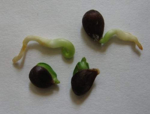 Укоренение яблони на дереве. Выведение новых сортов из семян