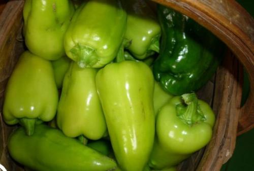 Почему не краснеет острый перец. Почему болгарский перец не краснеет на грядке