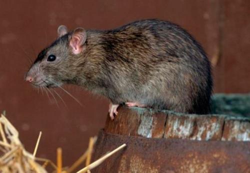 Земляная крыса. Особенности земляной крысы