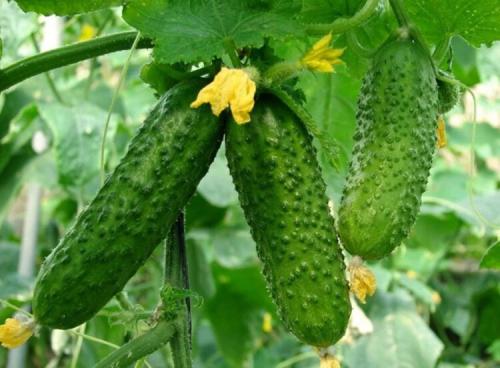 Болезнеустойчивые огурцы. Обладатель лучшего иммунитета среди огурцов — Китайский болезнеустойчивый F1: отзывы о сорте и его описание 03 Болезнеустойчивые огурцы. Обладатель лучшего иммунитета среди огурцов — Китайский болезнеустойчивый F1: отзывы о сорте и его описание 03