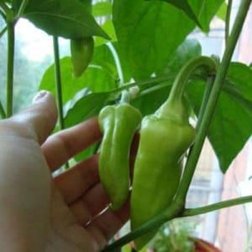 Что сделать, чтобы краснели перцы. Где и как дозаривать перцы в домашних условиях: советы по хранению овощей и ускорению их поспевания