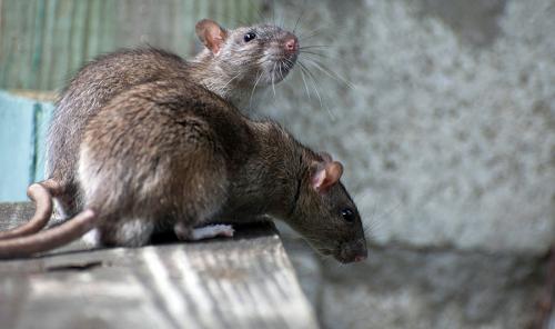 Вредители мыши и крысы. Как вывести крыс быстро, раз и навсегда