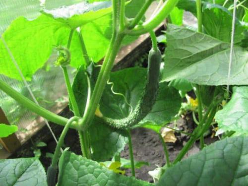 Китайские болезнеустойчивые огурцы. Характеристика и описание сорта