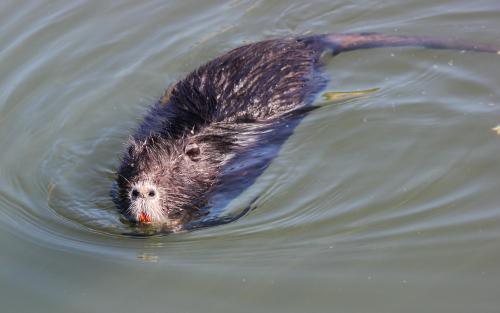 Огородные вредители грызуны. Виды крупных грызунов-вредителей