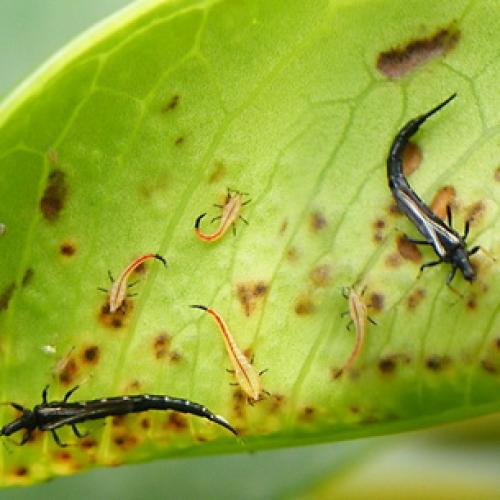 Трипсы на гладиолусах, как избавиться. Трипсы и как с ними бороться 11