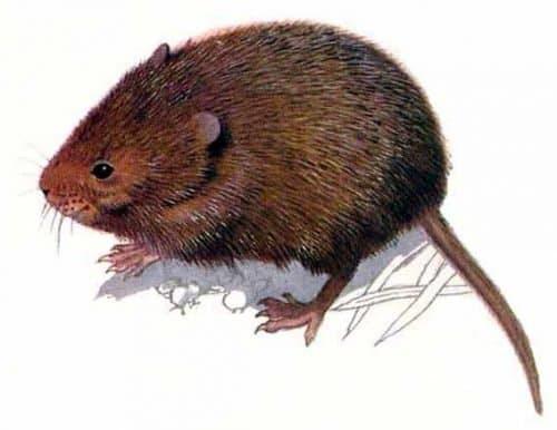 Чем питается земляная собачка. Грызун-вредитель «китайская собачка»