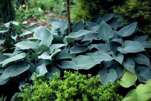 Хоста зибольда хоста токудама. Посадка хосты осенью в грунт хосты зибольда и токудама 08 Хоста зибольда хоста токудама. Посадка хосты осенью в грунт хосты зибольда и токудама 08