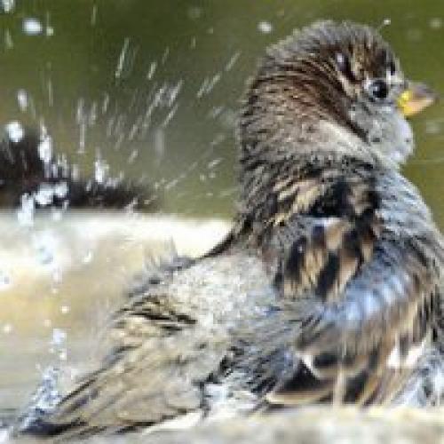 Приметы о погоде на основе наблюдений за поведением животных. Приметы на основе наблюдений 08