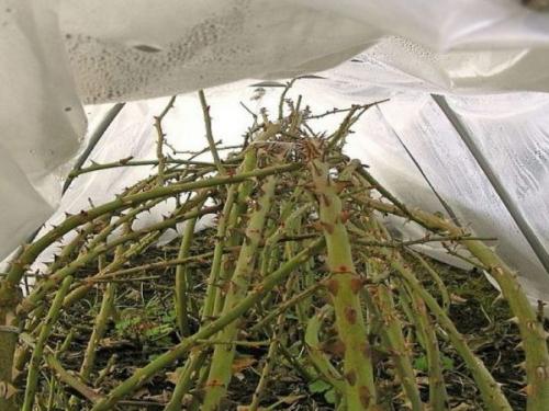 Температура укрытия роз. Укрытие роз на зиму