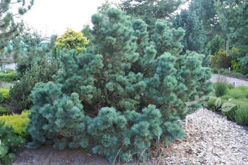 Pinus koraiensis. Описание сорта