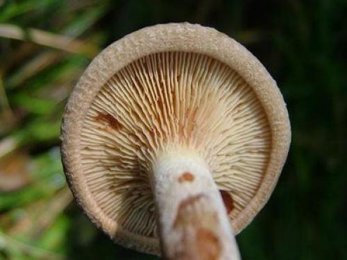 Как мариновать грибы коровьи губы. Как мариновать грибы на зиму в банках с уксусом и маслом: пошаговый фото рецепт 11