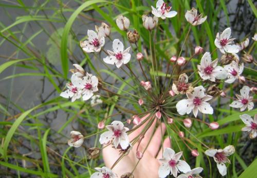 Сусак зонтичный в пруду. Использование в ландшафтном дизайне