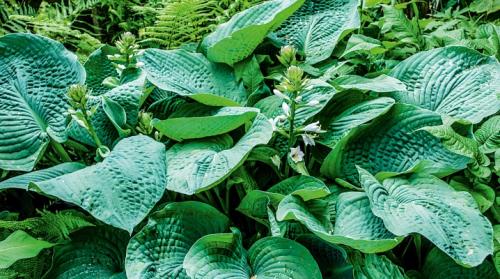 Хоста сиболдиана. Хоста Зибольда: особенности, сорта, агротехника