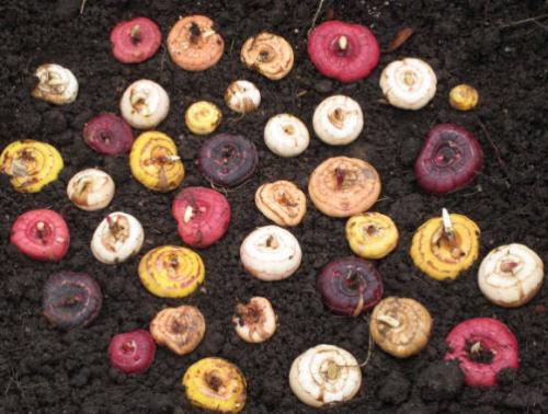 Трипсы на гладиолусах, как избавиться. Трипсы и как с ними бороться 03