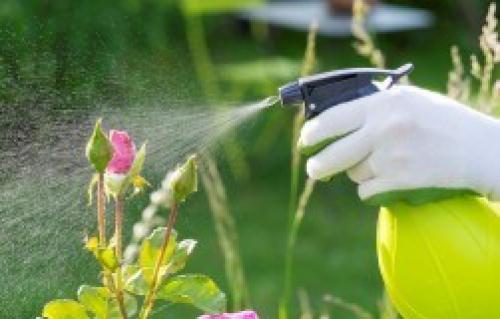 Как часто поливать ново посаженные деревья. Самое популярное на сайте