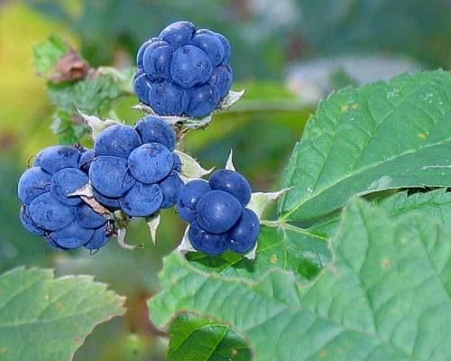 Ежевика. Куманика или росяника: виды ягодного кустарника