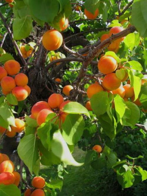 Что значит слива самобесплодная. Слива желтая самоплодная 16