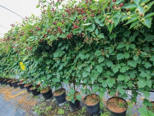 Ежевика. Куманика или росяника: виды ягодного кустарника