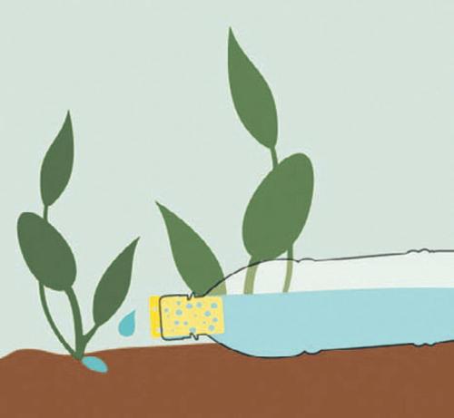 Нужно ли поливать плодовые деревья под зиму. Нужно ли поливать плодовые деревья осенью 13