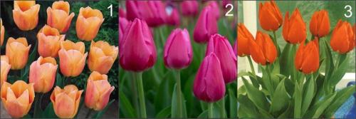 Что такое выгонка цветов. Выгонка 17 Что такое выгонка цветов. Выгонка 17