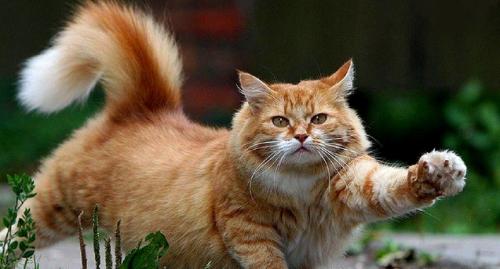 Приметы о погоде на основе наблюдений за поведением животных. Приметы на основе наблюдений 02