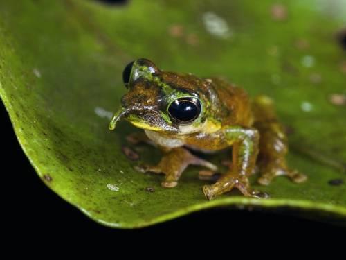 Лягушки земляные в огороде. Как привлечь лягушек (жаб) в огород: личный опыт 06