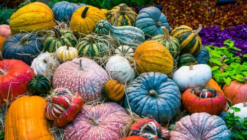 Лунный календарь уборки урожая 2019. Лунный календарь огородника на октябрь 2019 года