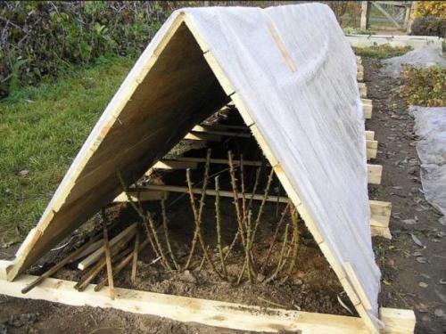 Температура укрытия роз. Укрытие роз на зиму