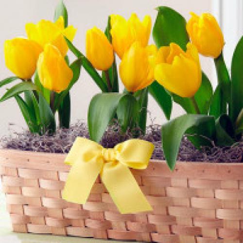 Выгонка тюльпанов в опилках. Выгонка тюльпанов