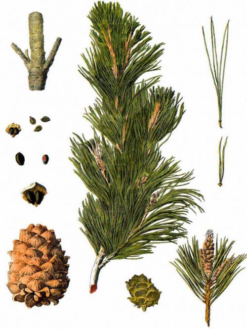 Pinus cembra сосна кедровая европейская. Сосна кедровая европейская, кедр европейский (Pinus cembra)