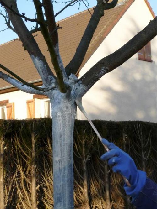 Зачем белят деревья. Когда и зачем белят стволы деревьев?